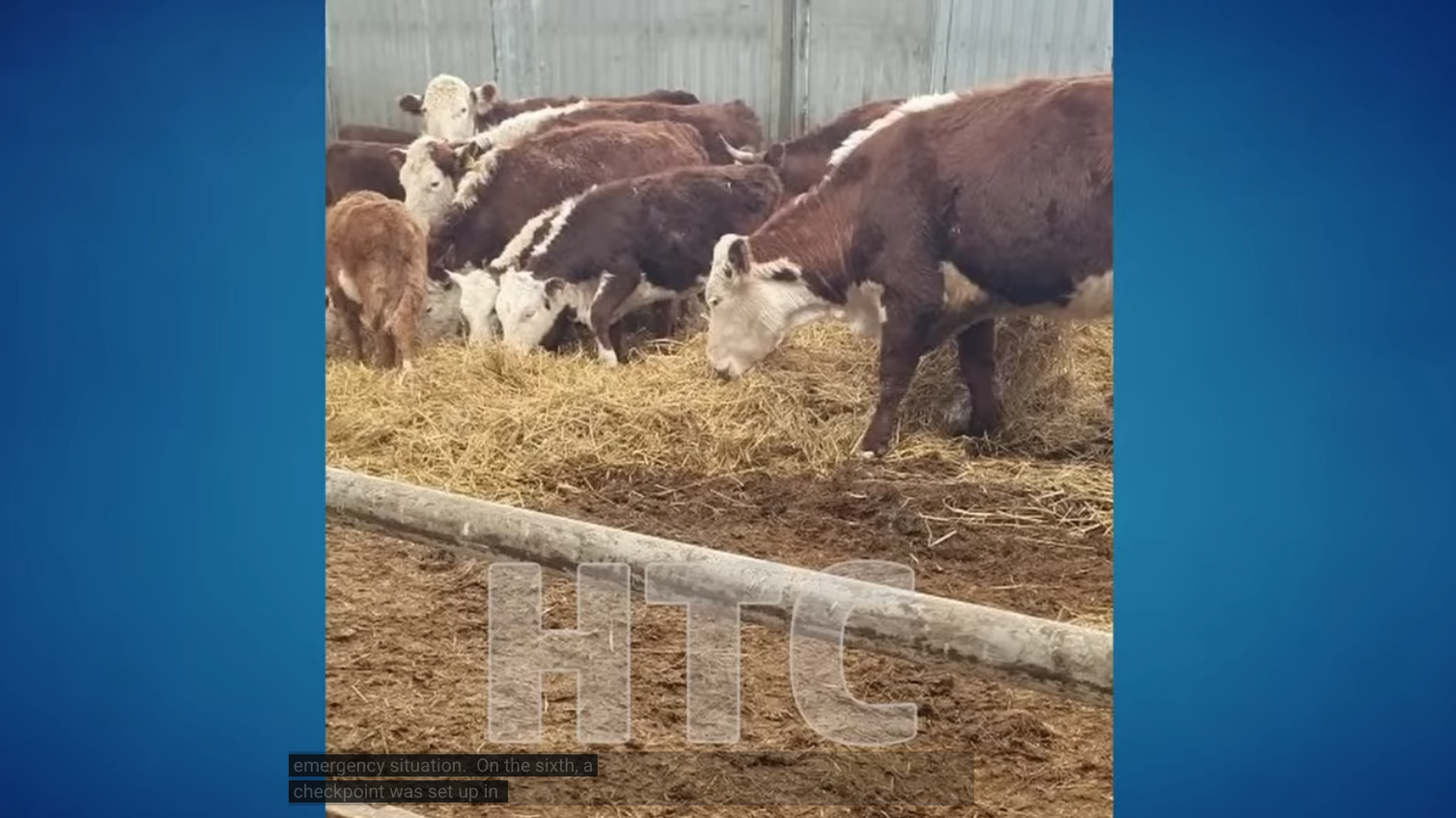 « FROM RUSSIA WITH GATES » Abattage de bovins et animaux d’élevage en Russie/ SUITE / Temoignage d’un éleveur !!!